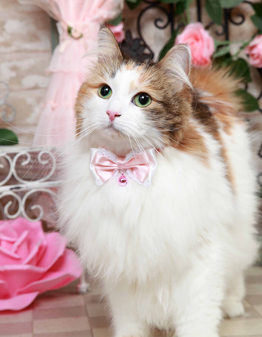ピンクのリボンをつけたねこちゃんの写真
