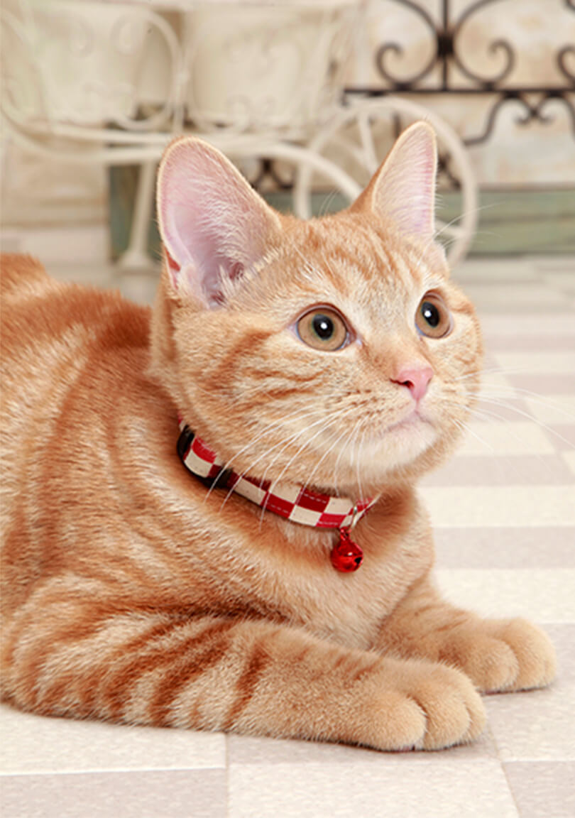 鈴のついたカラーを付けたねこちゃんの写真