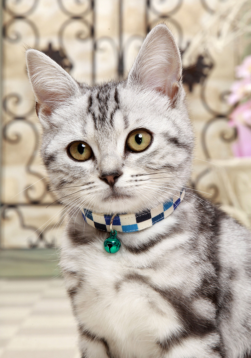 市松模様の首輪をつけた猫の写真