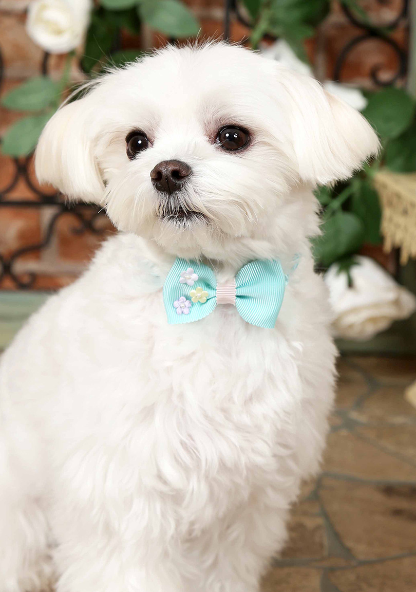 白いリボンを付けた犬の写真