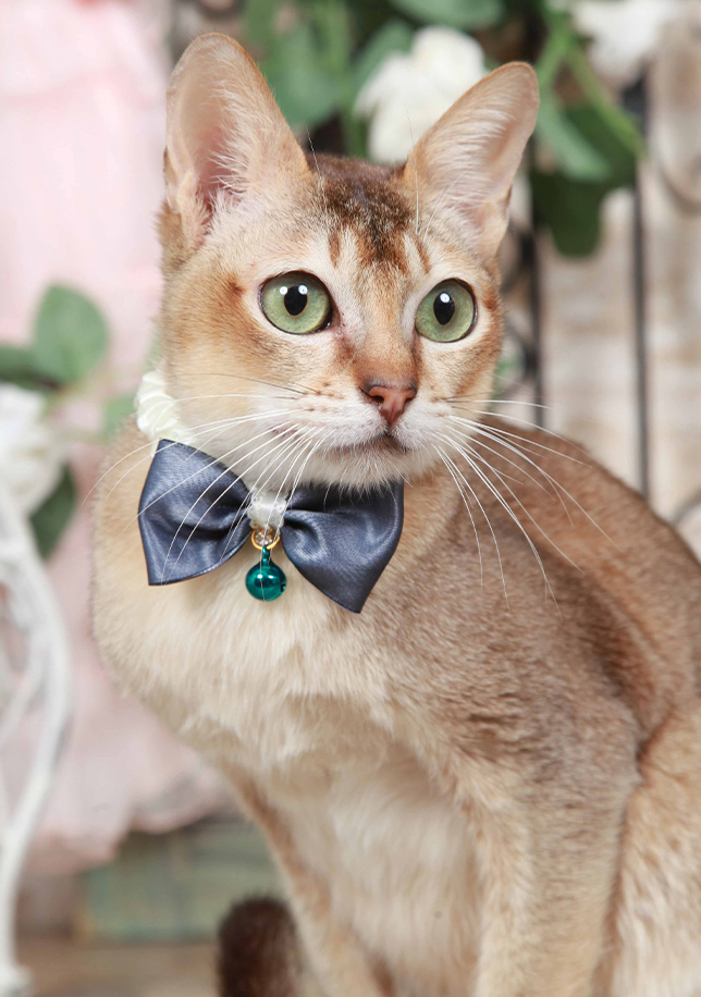 白いリボンを付けたねこちゃんの写真