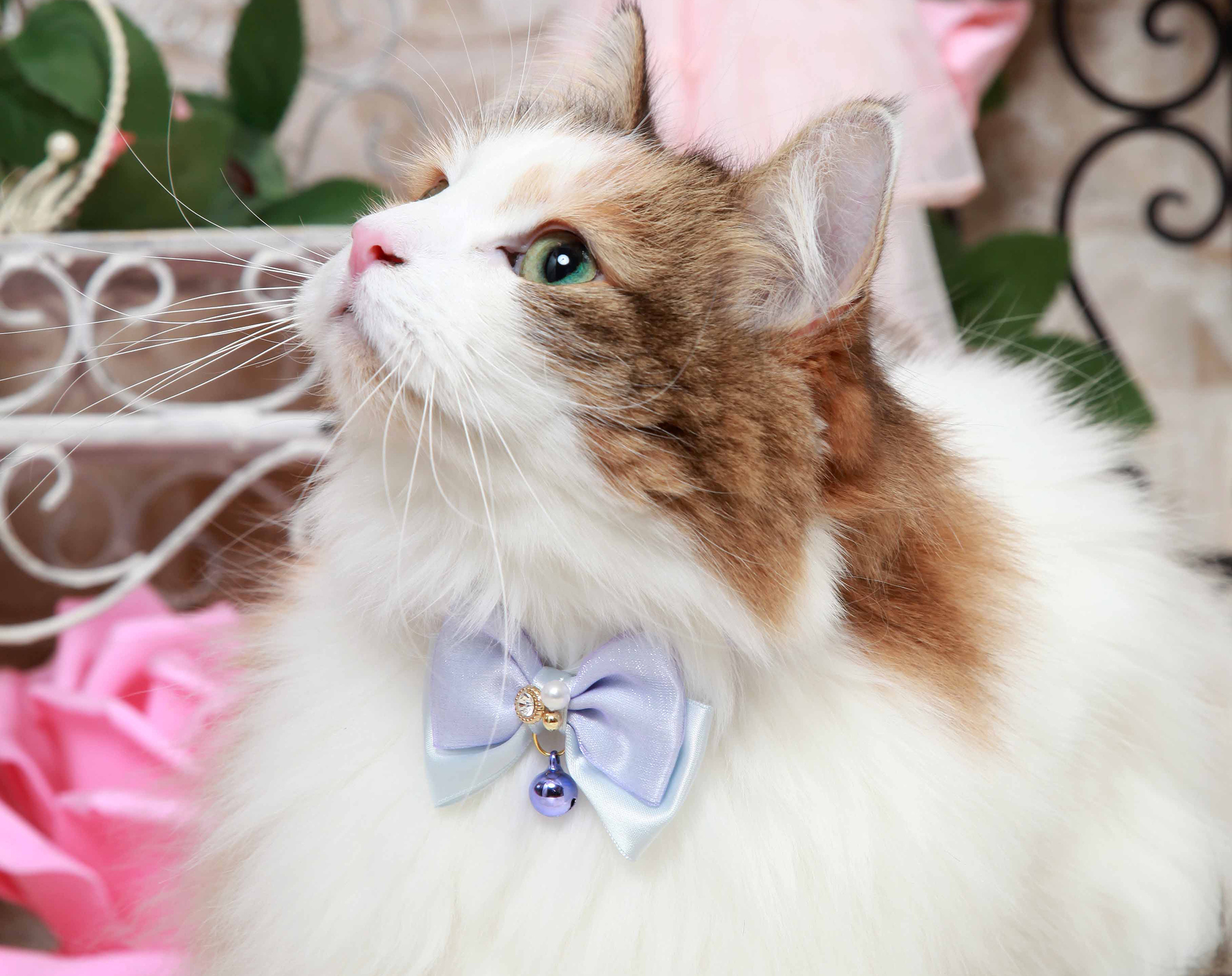 青いリボンを付けたねこちゃんの写真