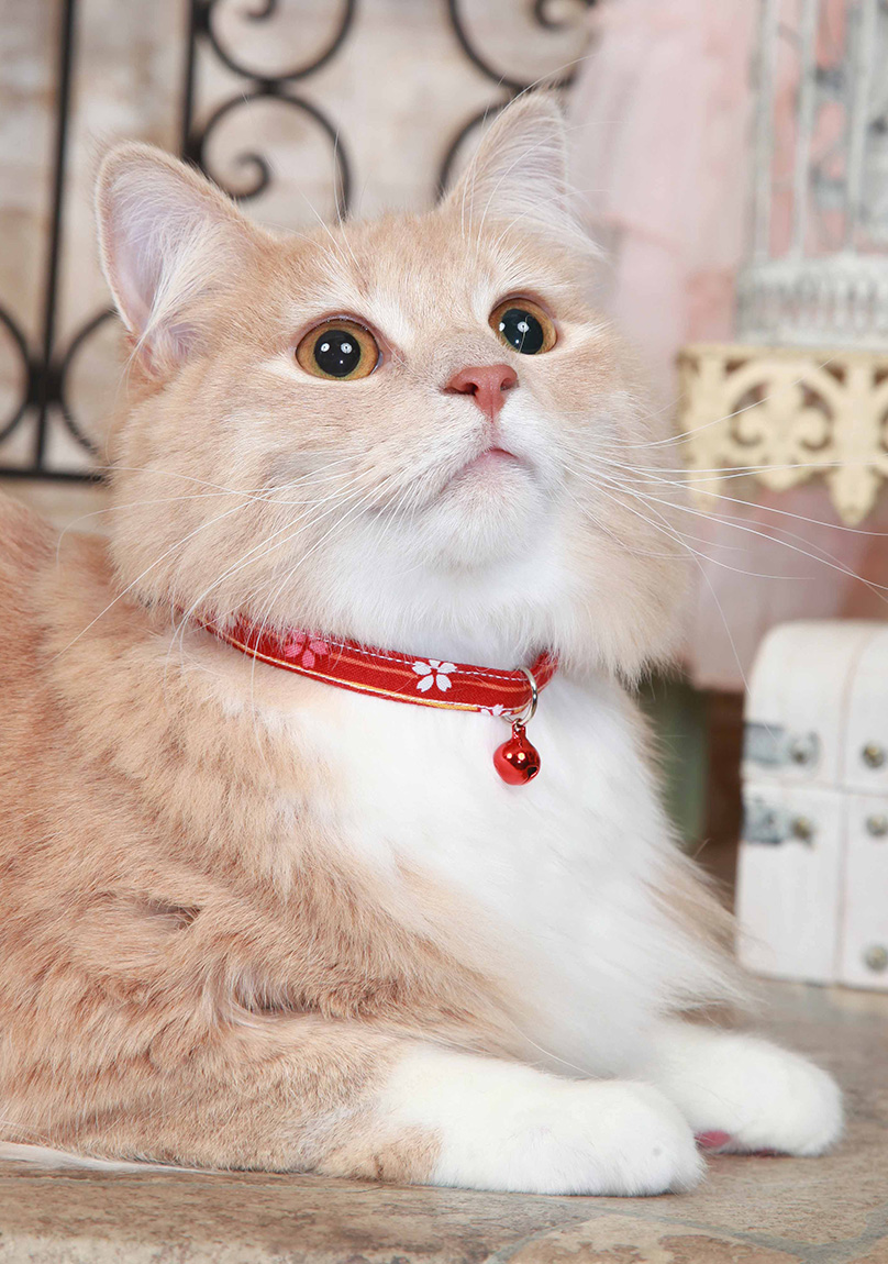 鈴のついたカラーを付けたねこちゃんの写真